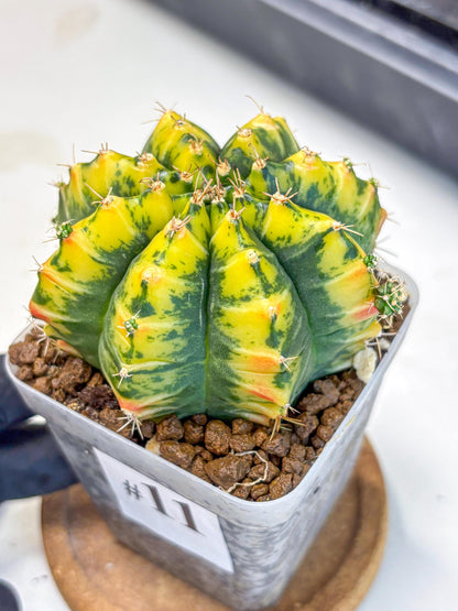 Gymnocalycium Mandarin (gy19) (11) | Rare Hybrid cactus