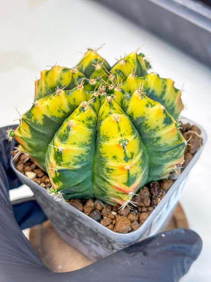 Gymnocalycium Mandarin (gy19) (11) | Rare Hybrid cactus