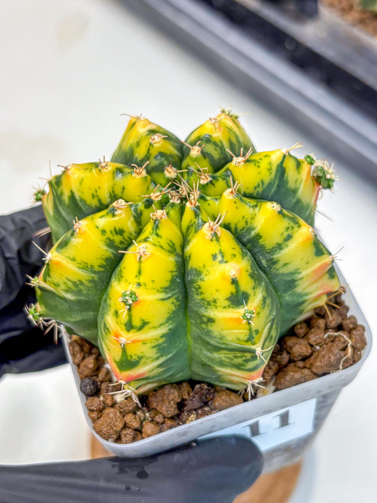 Gymnocalycium Mandarin (gy19) (11) | Rare Hybrid cactus