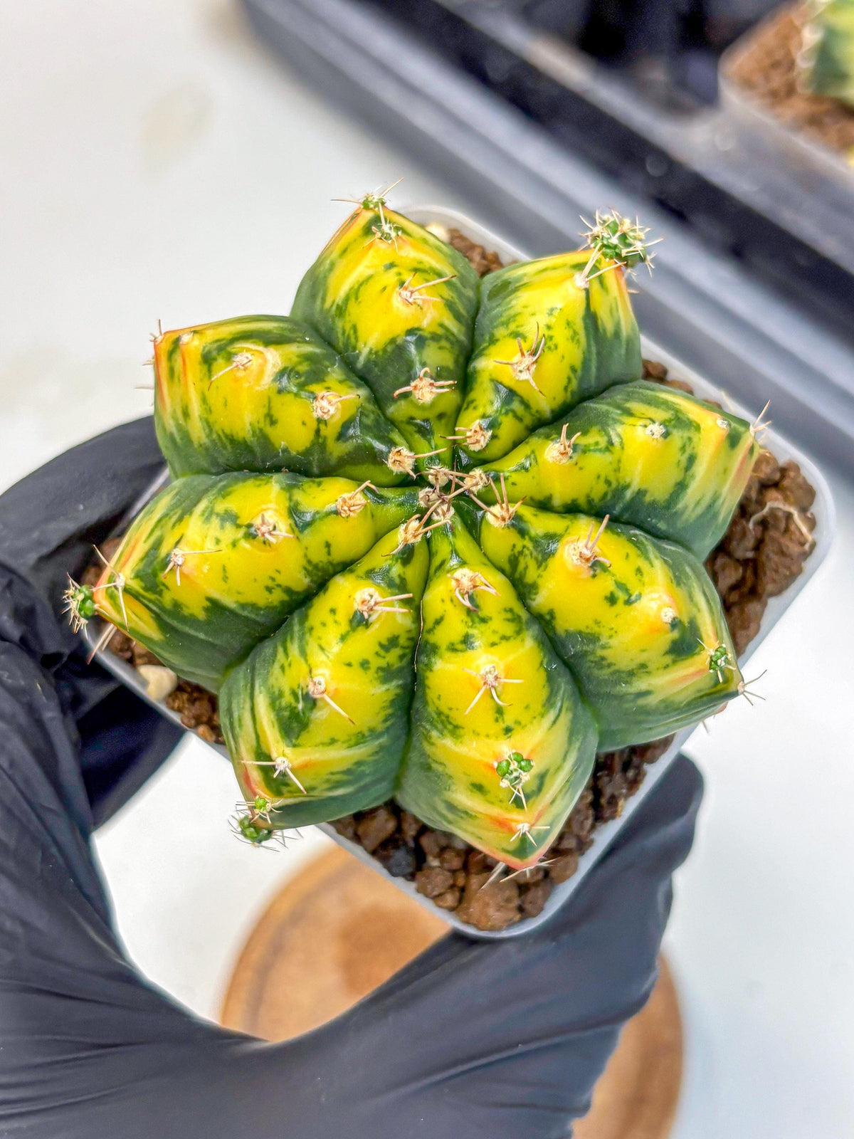 Gymnocalycium Mandarin (gy19) (11) | Rare Hybrid cactus