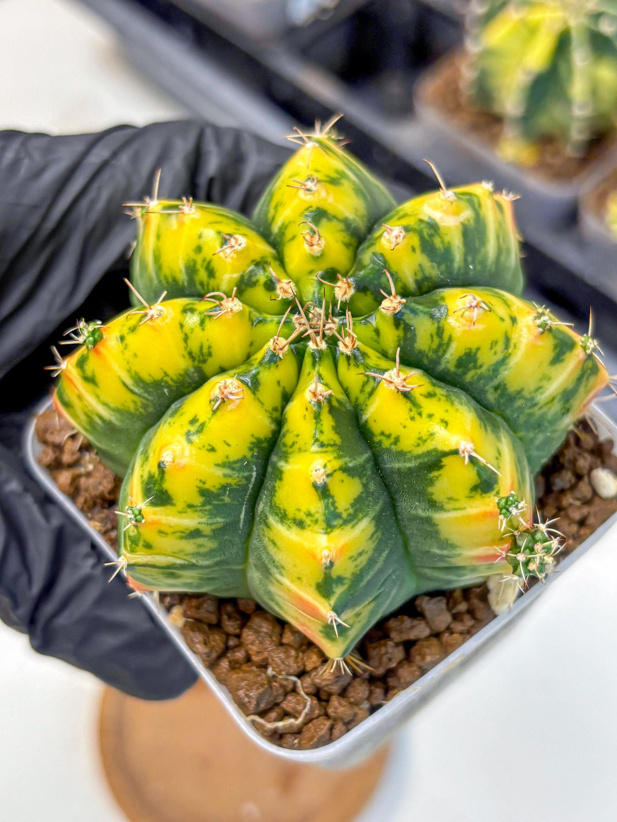 Gymnocalycium Mandarin (gy19) (11) | Rare Hybrid cactus