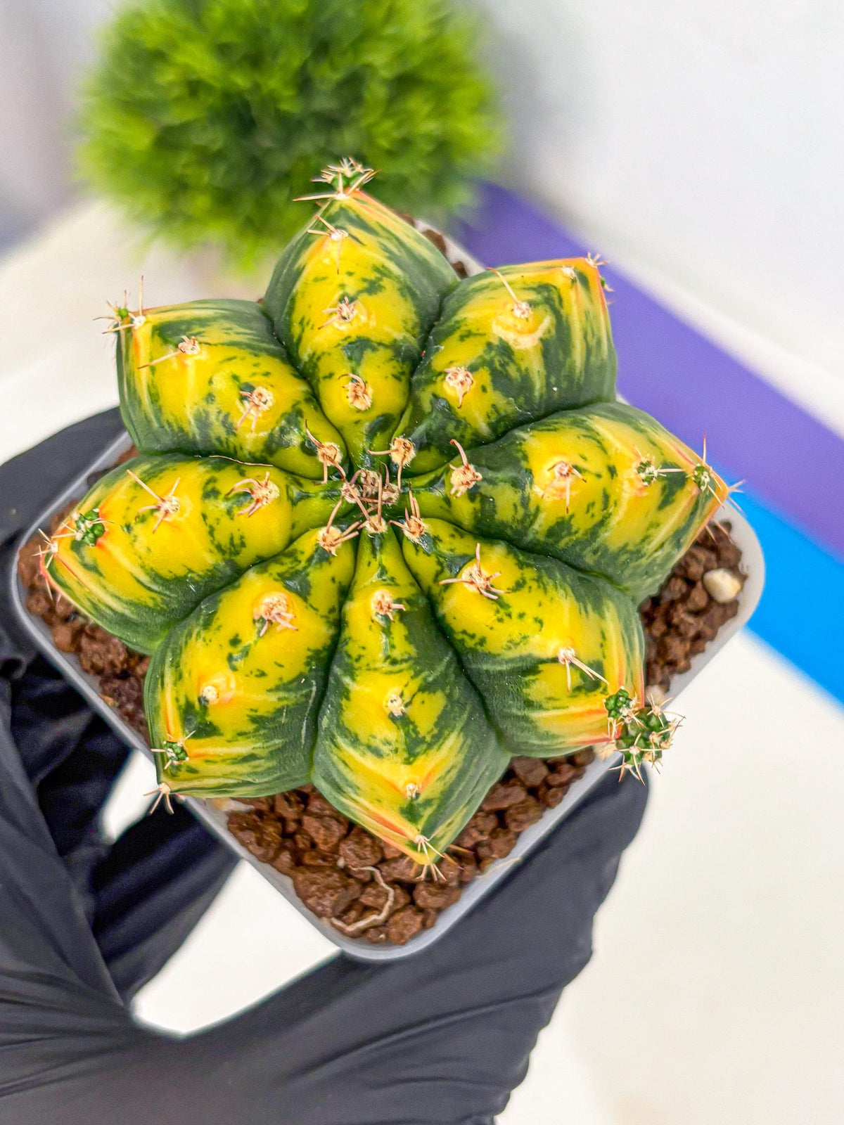 Gymnocalycium Mandarin (gy19) (11) | Rare Hybrid cactus