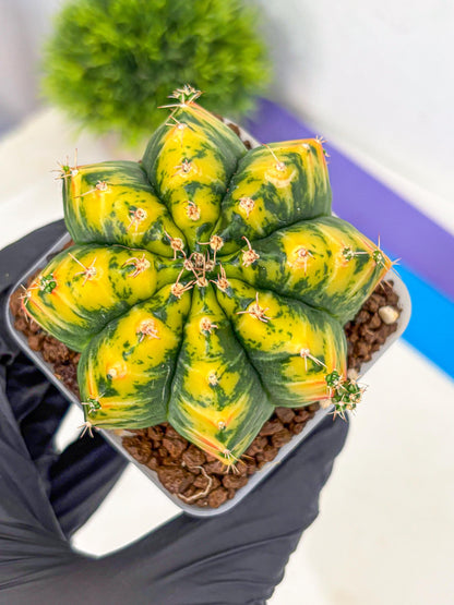 Gymnocalycium Mandarin (gy19) (11) | Rare Hybrid cactus