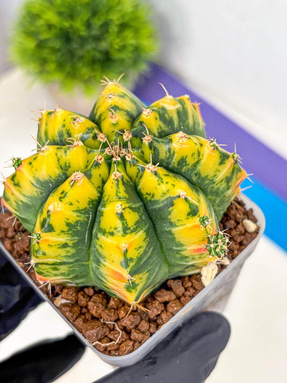 Gymnocalycium Mandarin (gy19) (11) | Rare Hybrid cactus
