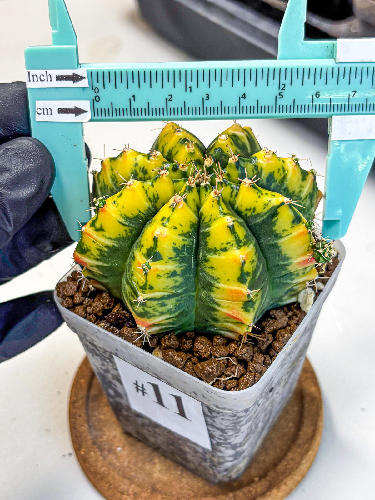 Gymnocalycium Mandarin (gy19) (11) | Rare Hybrid cactus