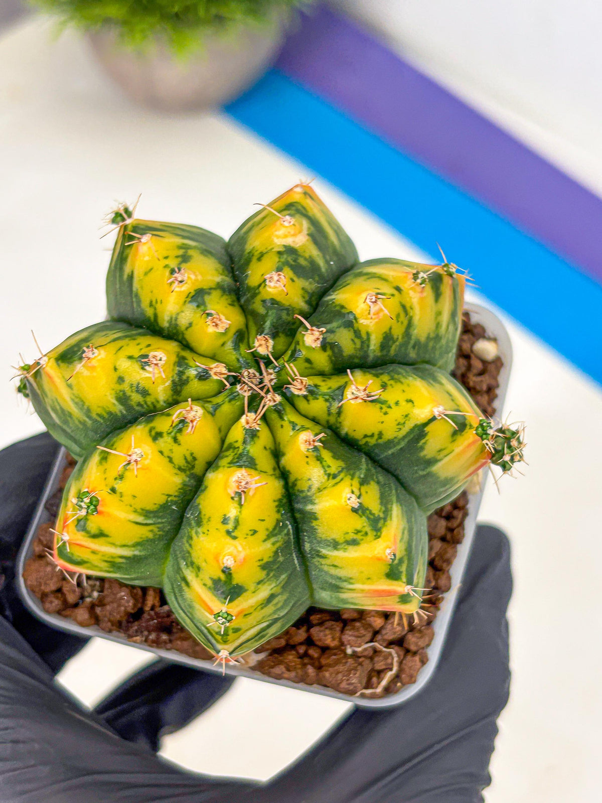 Gymnocalycium Mandarin (gy19) (11) | Rare Hybrid cactus