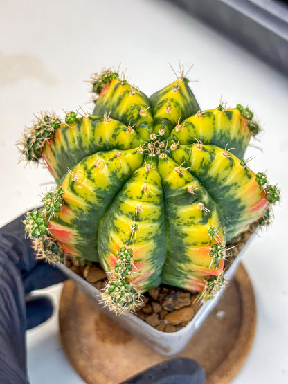 Gymnocalycium Mandarin (gy19) (12) | Rare Hybrid cactus