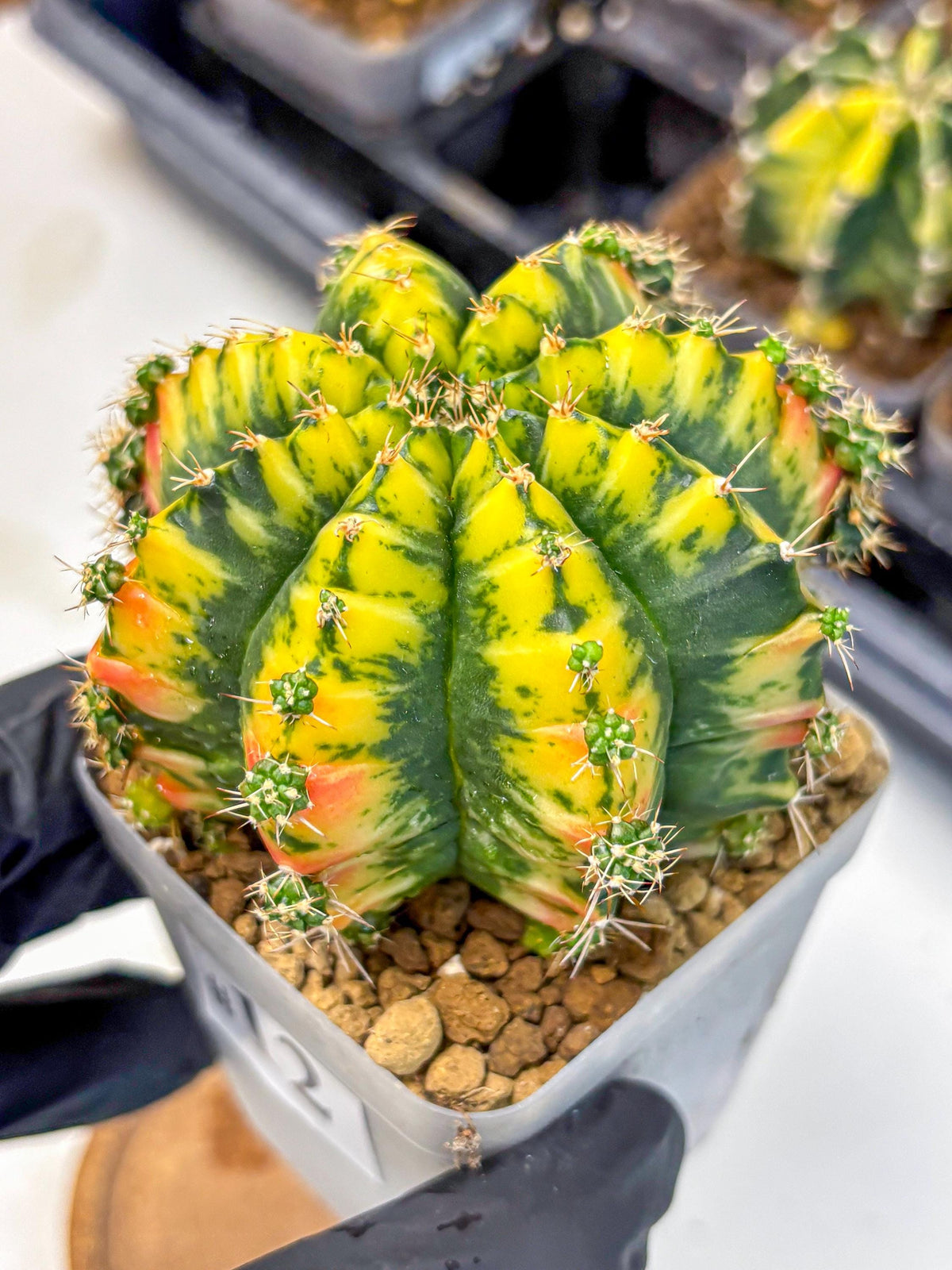 Gymnocalycium Mandarin (gy19) (12) | Rare Hybrid cactus