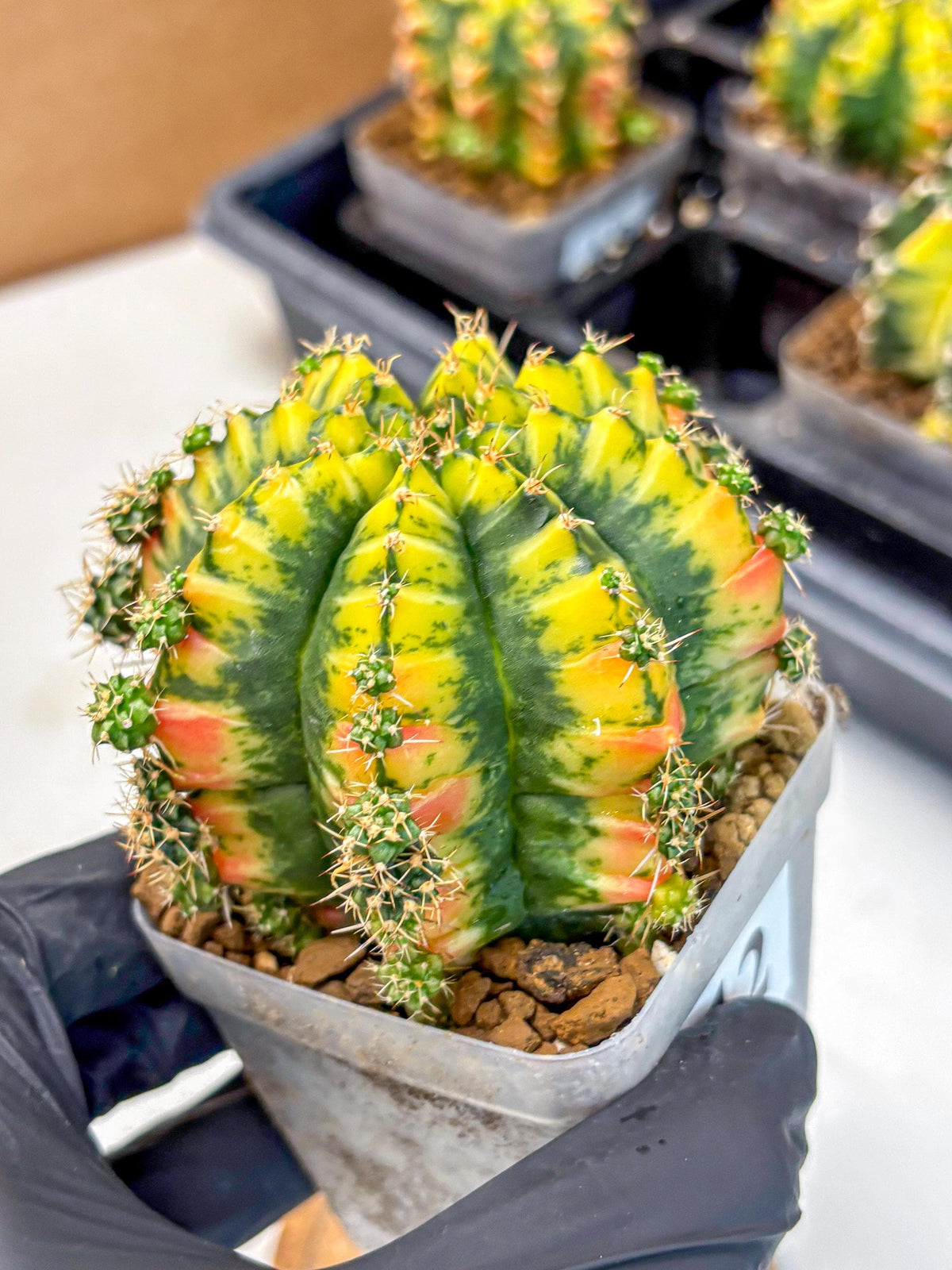Gymnocalycium Mandarin (gy19) (12) | Rare Hybrid cactus