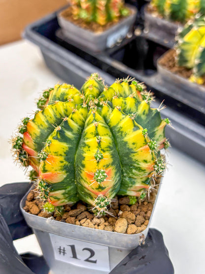 Gymnocalycium Mandarin (gy19) (12) | Rare Hybrid cactus