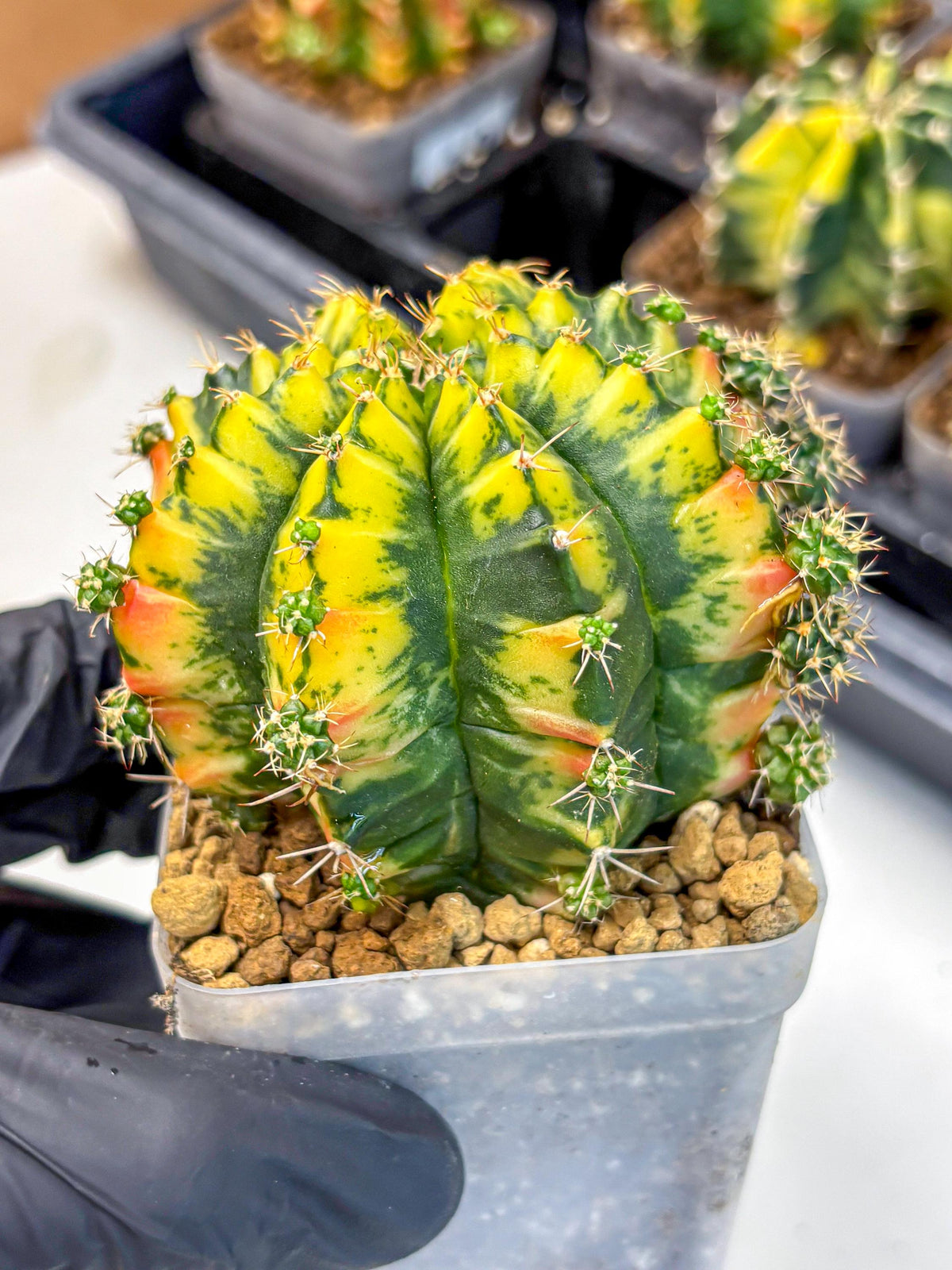 Gymnocalycium Mandarin (gy19) (12) | Rare Hybrid cactus