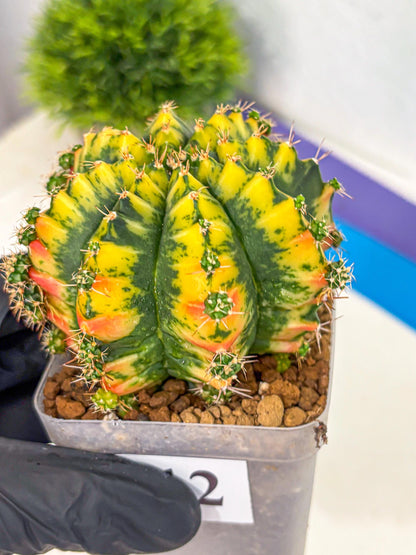 Gymnocalycium Mandarin (gy19) (12) | Rare Hybrid cactus
