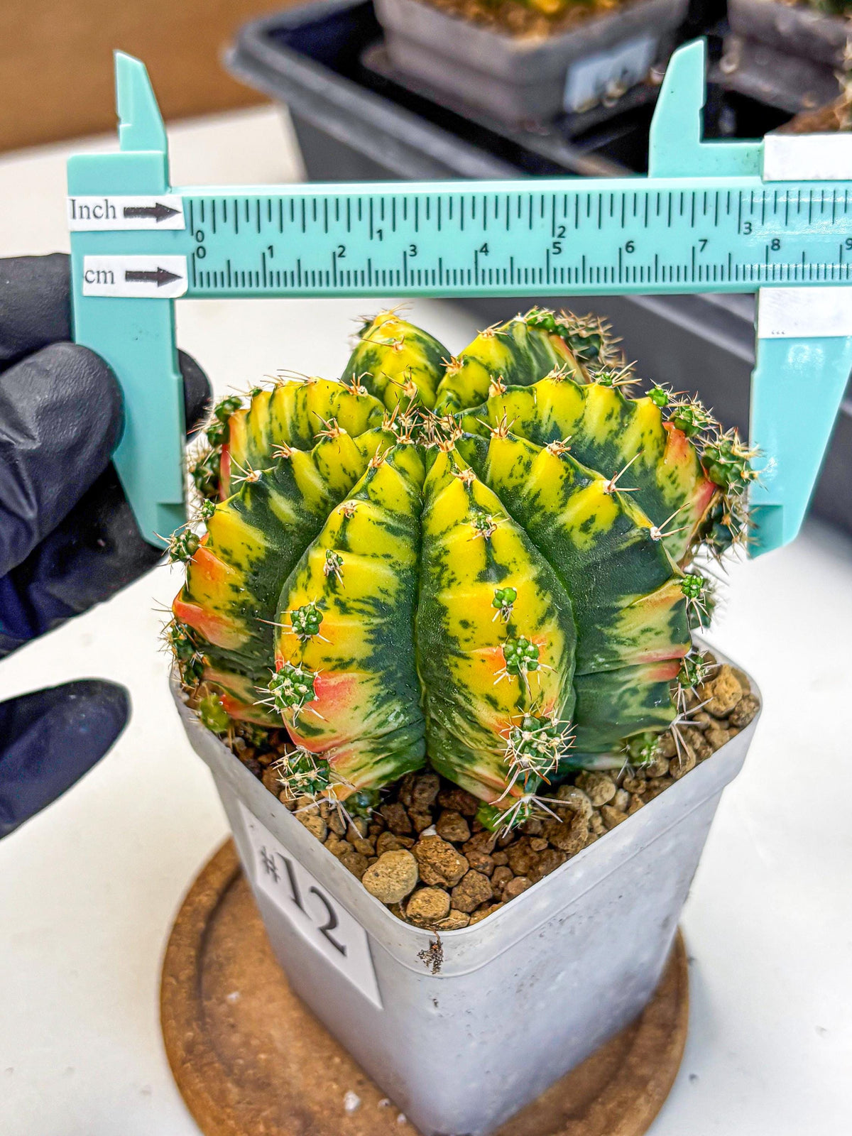 Gymnocalycium Mandarin (gy19) (12) | Rare Hybrid cactus