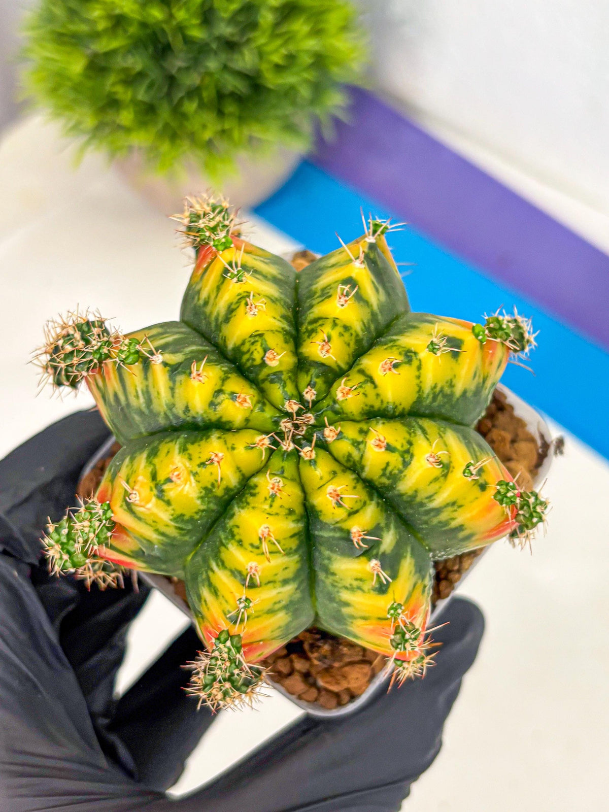 Gymnocalycium Mandarin (gy19) (12) | Rare Hybrid cactus