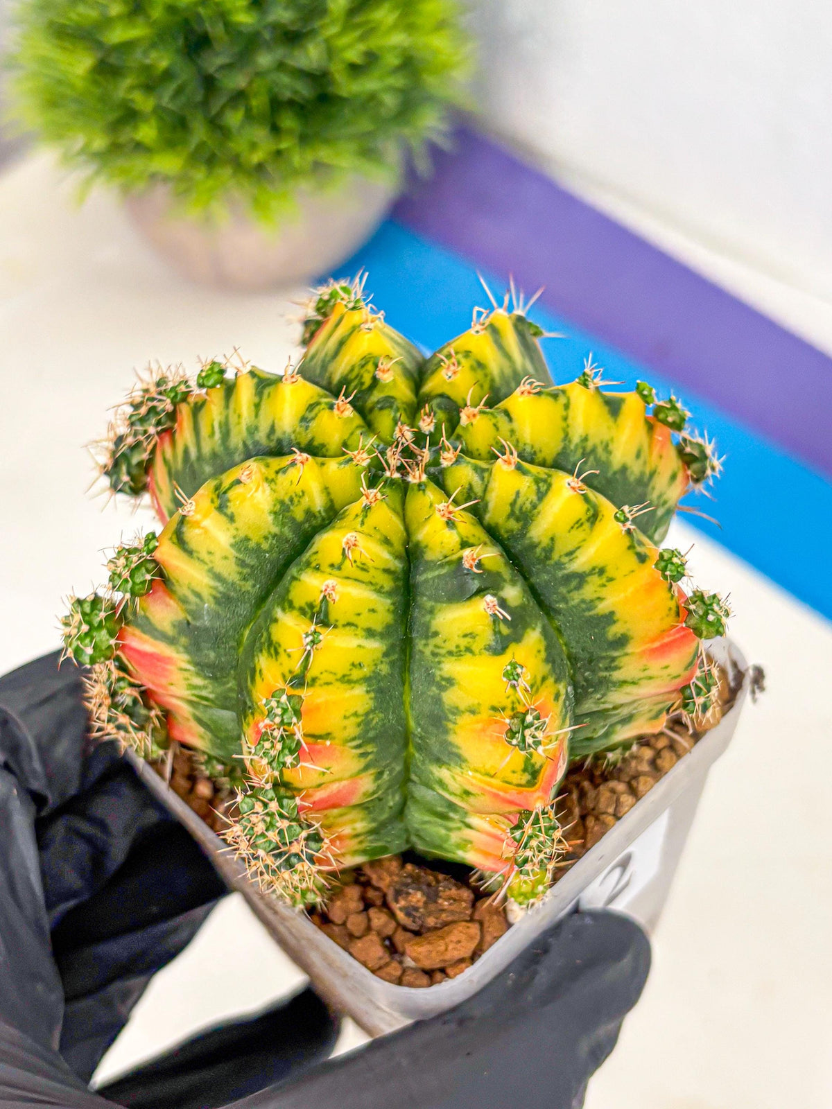 Gymnocalycium Mandarin (gy19) (12) | Rare Hybrid cactus