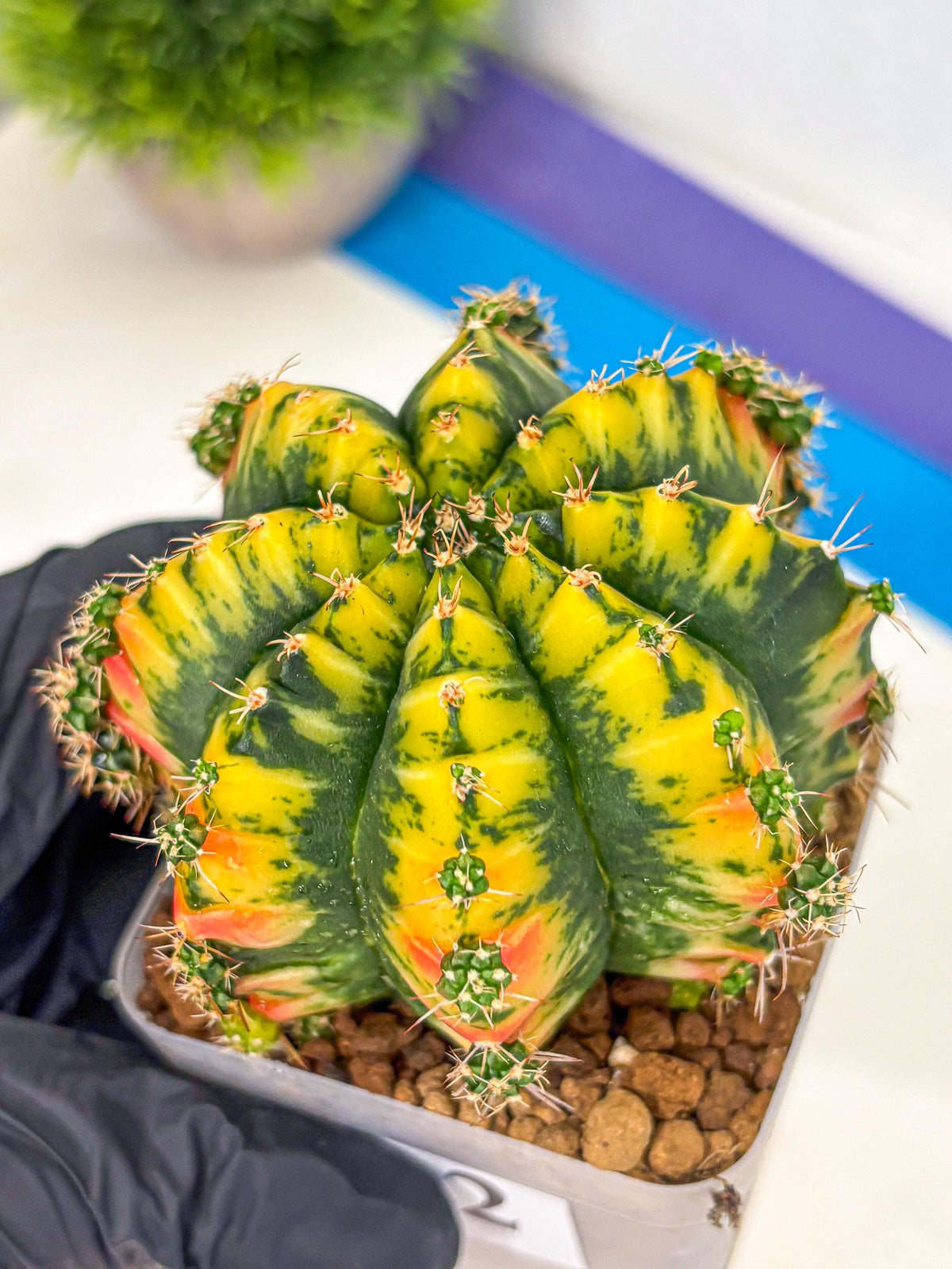 Gymnocalycium Mandarin (gy19) (12) | Rare Hybrid cactus