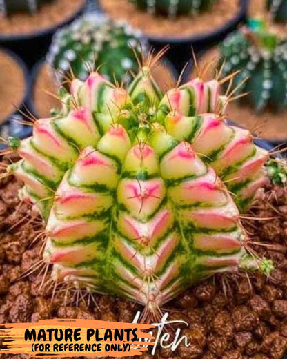 Gymnocalycium Flower Field (gy19) (14) | Rare Hybrid cactus