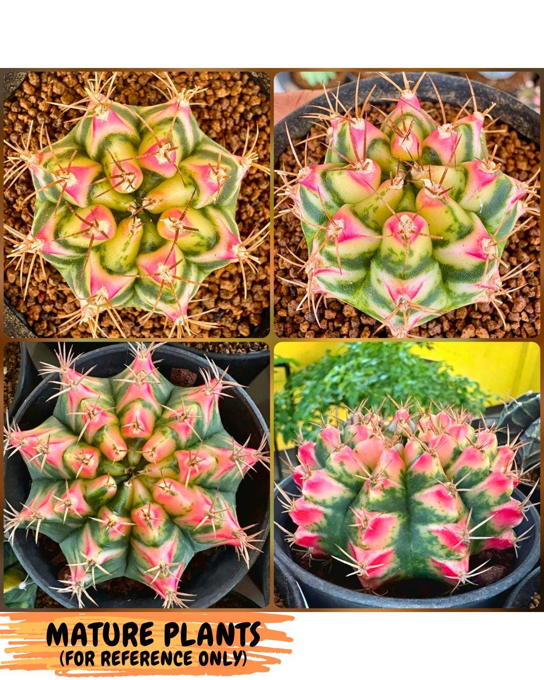 Gymnocalycium Flower Field (gy19) (14) | Rare Hybrid cactus