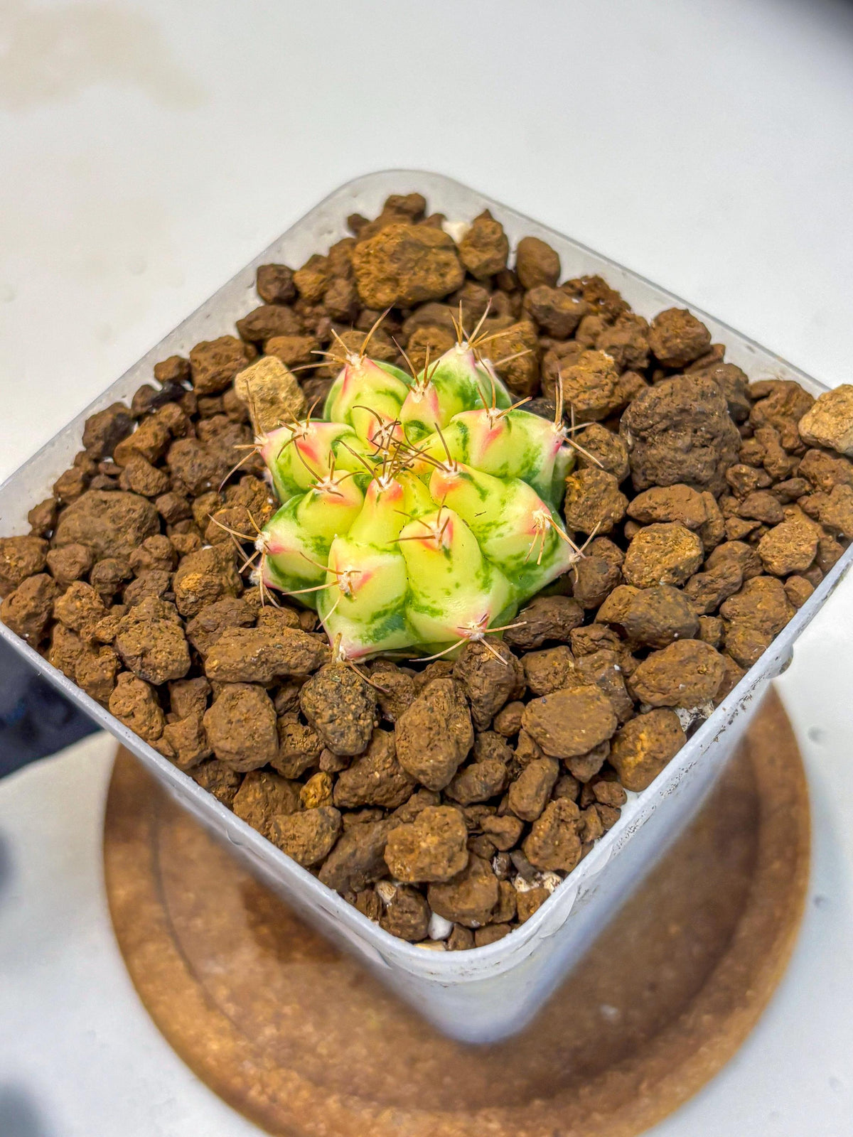 Gymnocalycium Flower Field (gy19) (14) | Rare Hybrid cactus