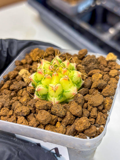Gymnocalycium Flower Field (gy19) (14) | Rare Hybrid cactus