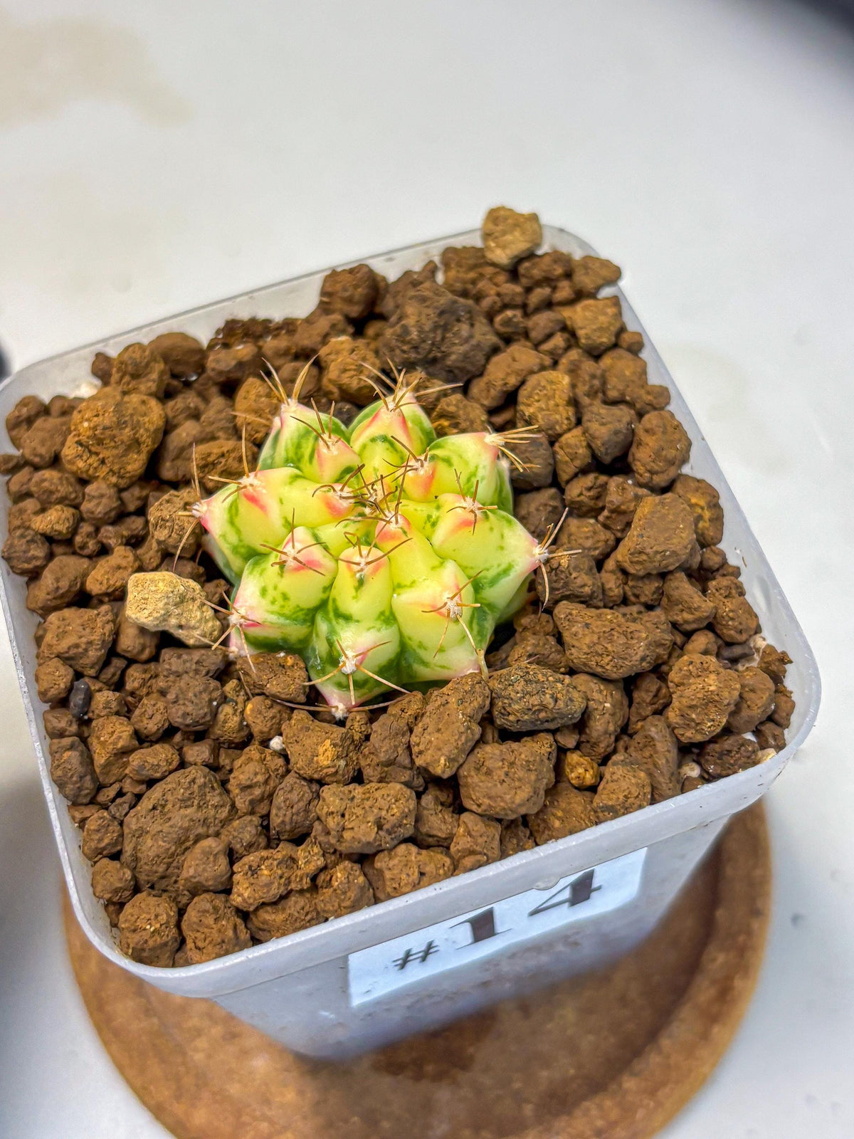 Gymnocalycium Flower Field (gy19) (14) | Rare Hybrid cactus
