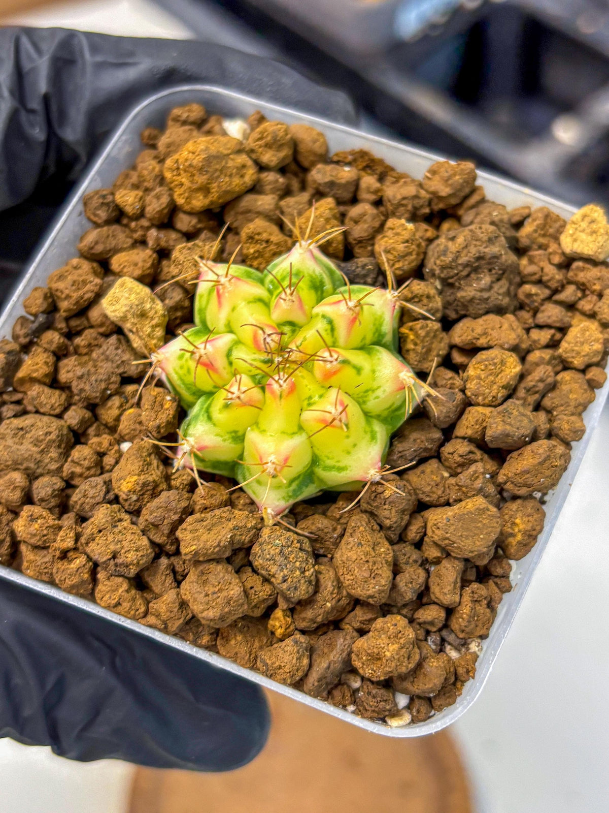 Gymnocalycium Flower Field (gy19) (14) | Rare Hybrid cactus