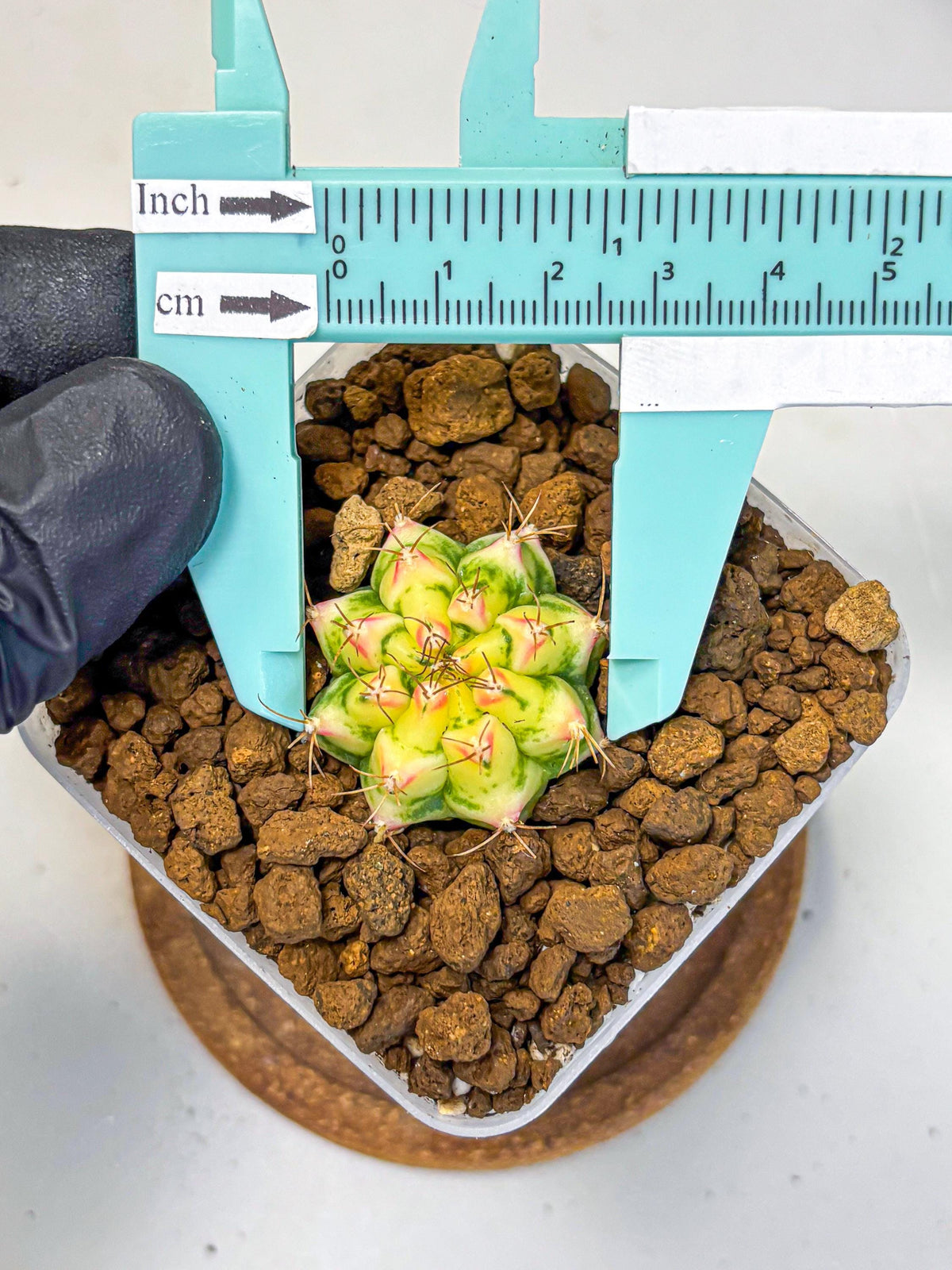 Gymnocalycium Flower Field (gy19) (14) | Rare Hybrid cactus