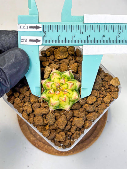 Gymnocalycium Flower Field (gy19) (14) | Rare Hybrid cactus