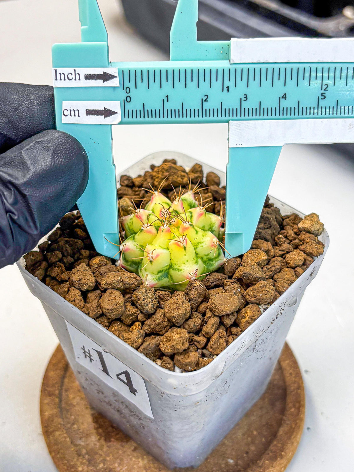 Gymnocalycium Flower Field (gy19) (14) | Rare Hybrid cactus