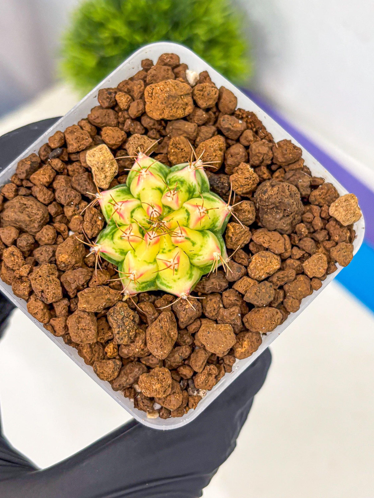 Gymnocalycium Flower Field (gy19) (14) | Rare Hybrid cactus