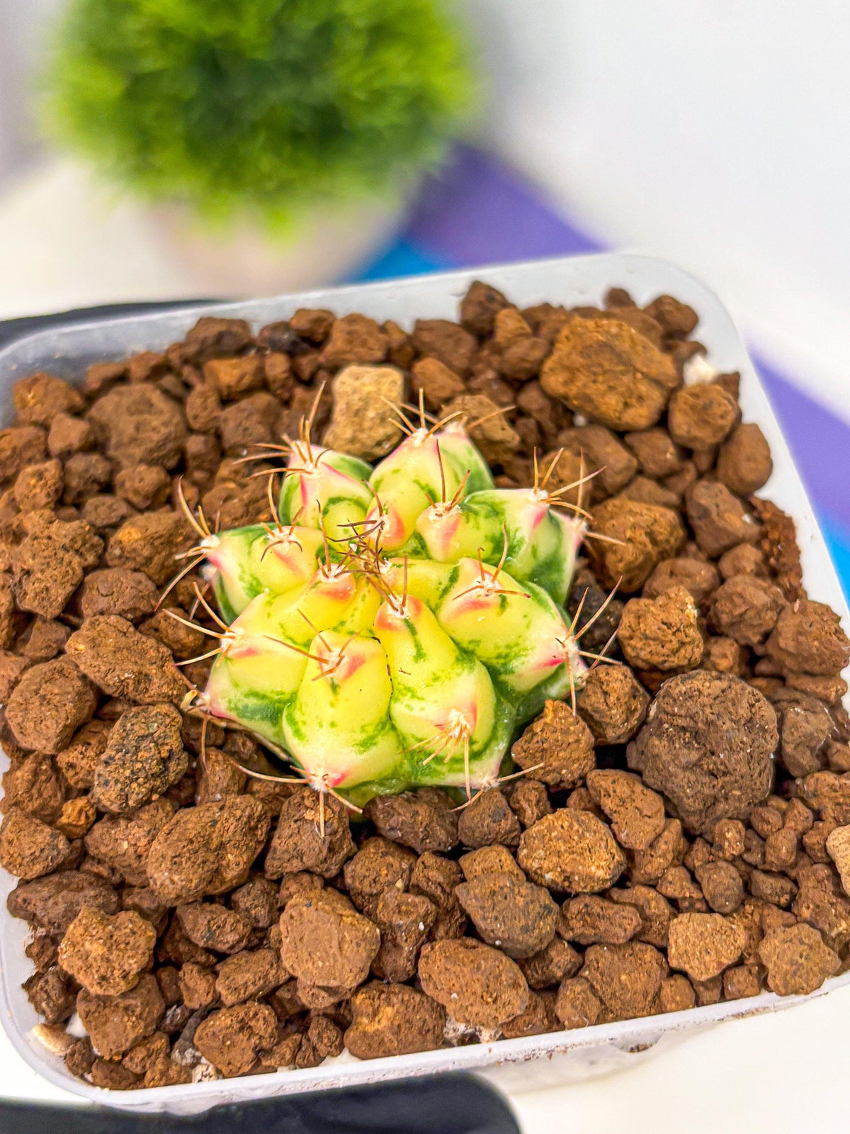 Gymnocalycium Flower Field (gy19) (14) | Rare Hybrid cactus