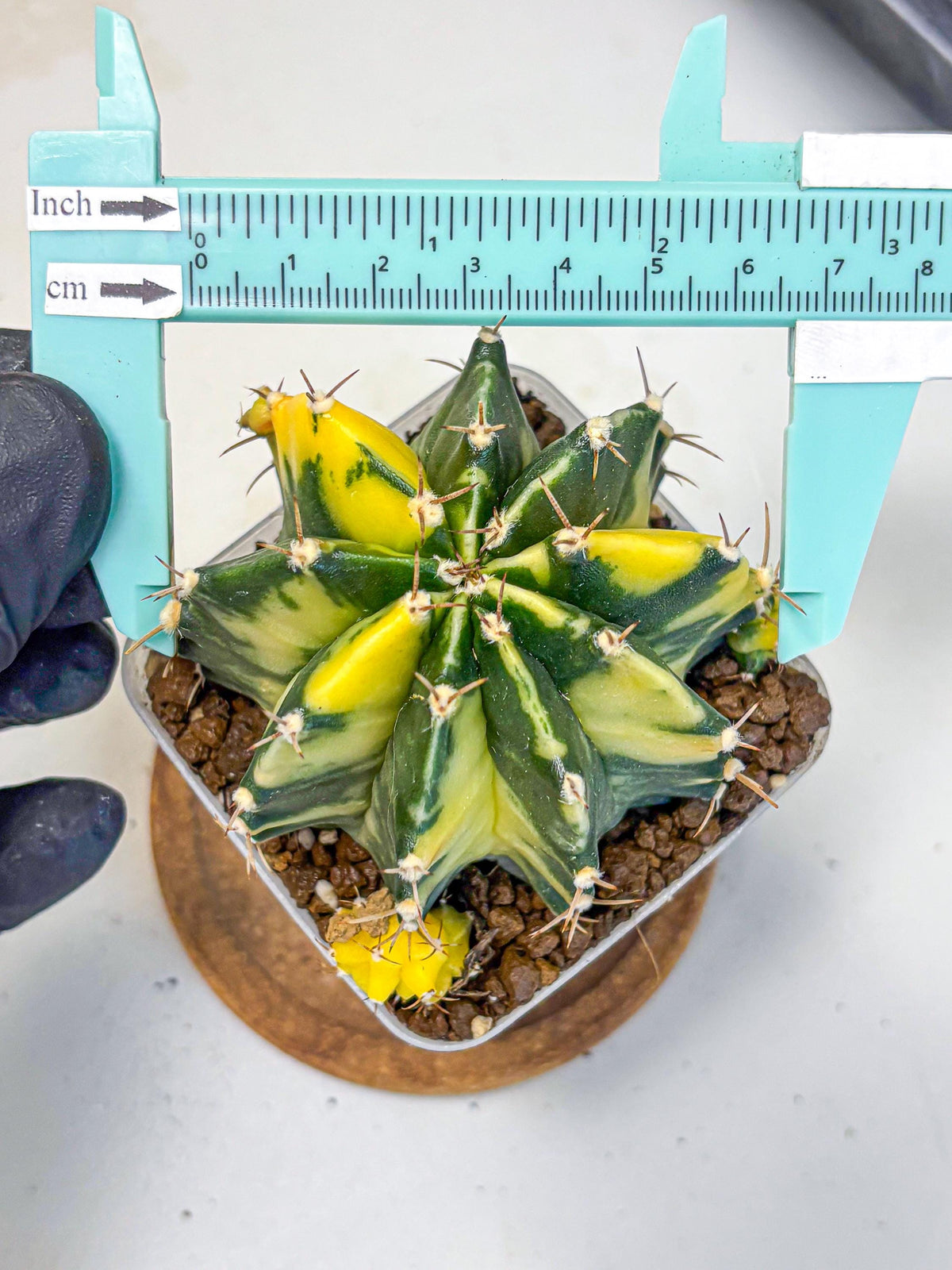 Gymnocalycium Shine (gy19) (15) | Rare Hybrid cactus