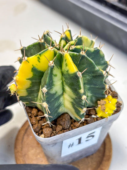 Gymnocalycium Shine (gy19) (15) | Rare Hybrid cactus