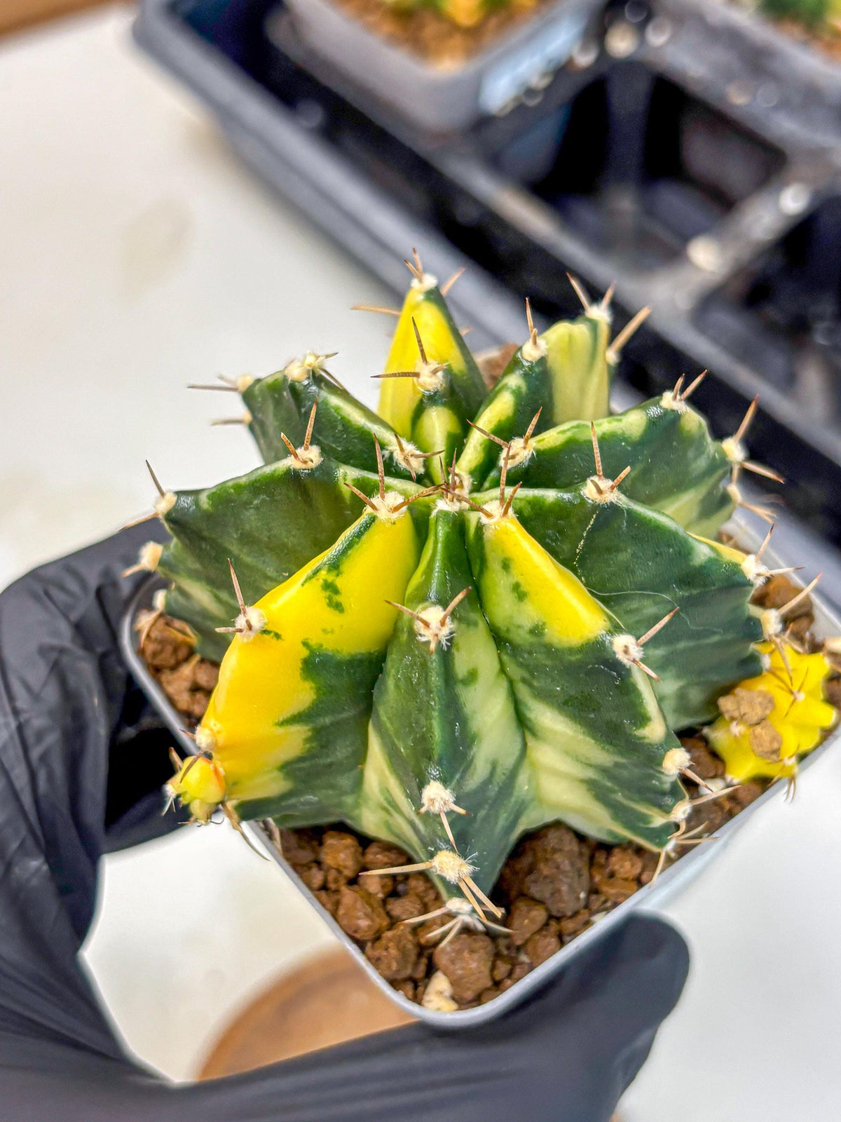 Gymnocalycium Shine (gy19) (15) | Rare Hybrid cactus