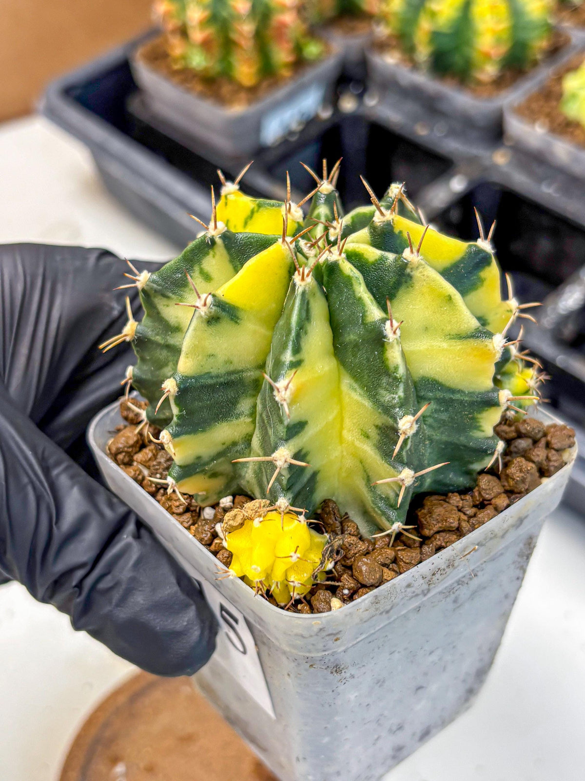 Gymnocalycium Shine (gy19) (15) | Rare Hybrid cactus