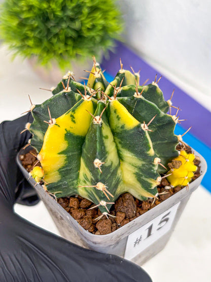 Gymnocalycium Shine (gy19) (15) | Rare Hybrid cactus