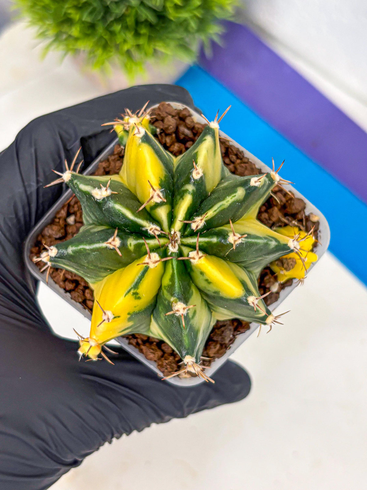 Gymnocalycium Shine (gy19) (15) | Rare Hybrid cactus