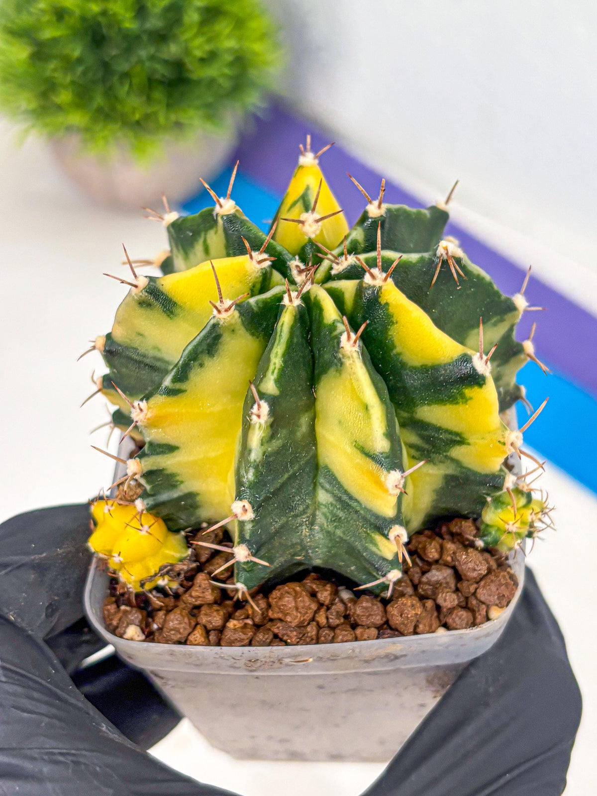 Gymnocalycium Shine (gy19) (15) | Rare Hybrid cactus