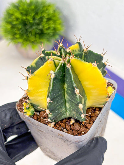 Gymnocalycium Shine (gy19) (15) | Rare Hybrid cactus