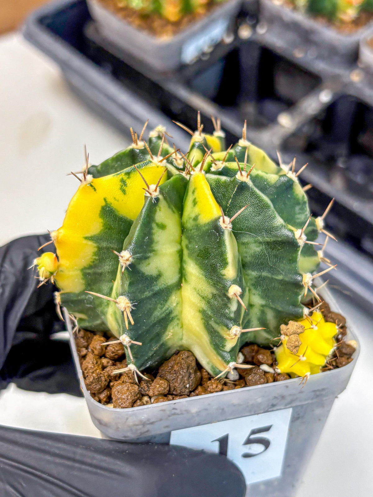 Gymnocalycium Shine (gy19) (15) | Rare Hybrid cactus