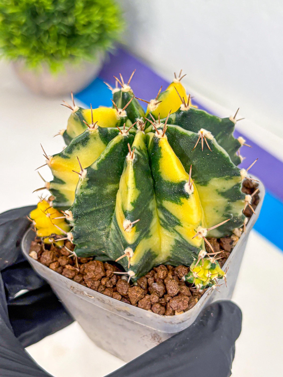 Gymnocalycium Shine (gy19) (15) | Rare Hybrid cactus