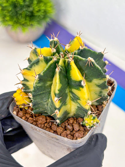 Gymnocalycium Shine (gy19) (15) | Rare Hybrid cactus