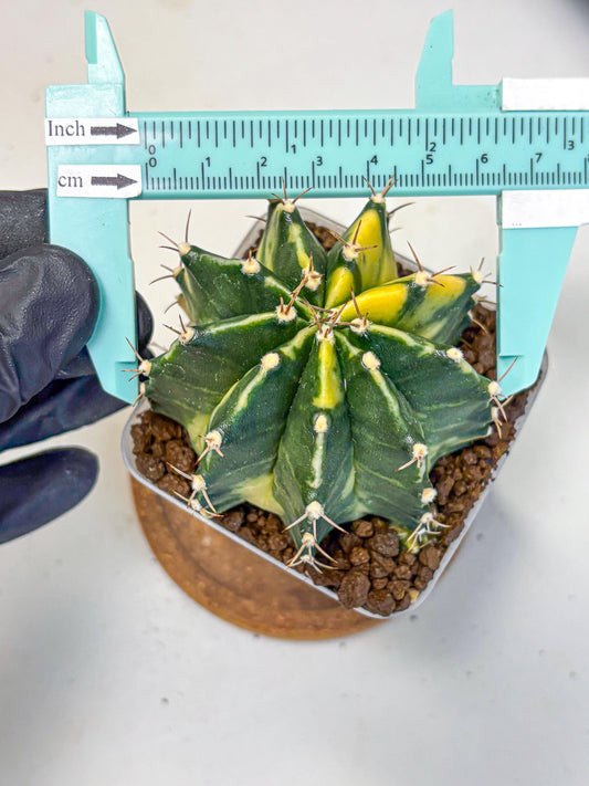 Gymnocalycium Shine (gy19) (16) | Rare Hybrid cactus
