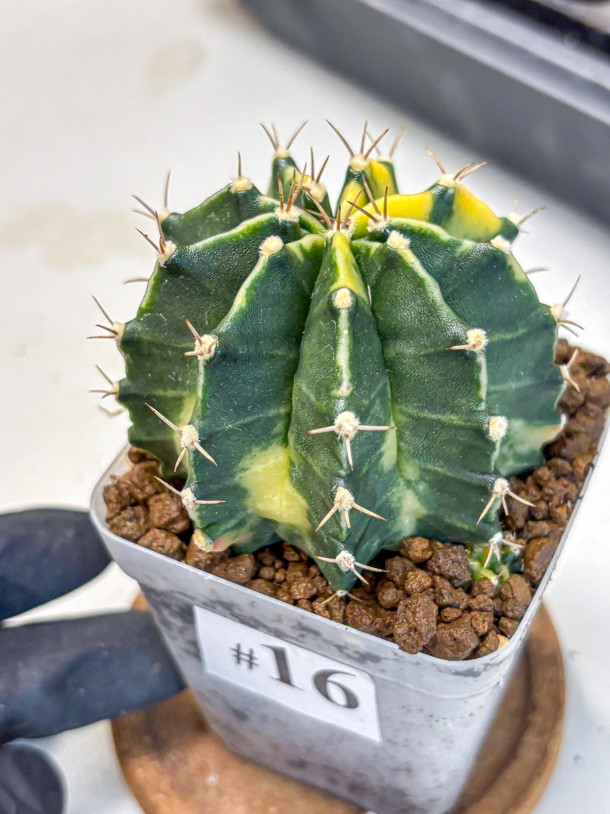 Gymnocalycium Shine (gy19) (16) | Rare Hybrid cactus