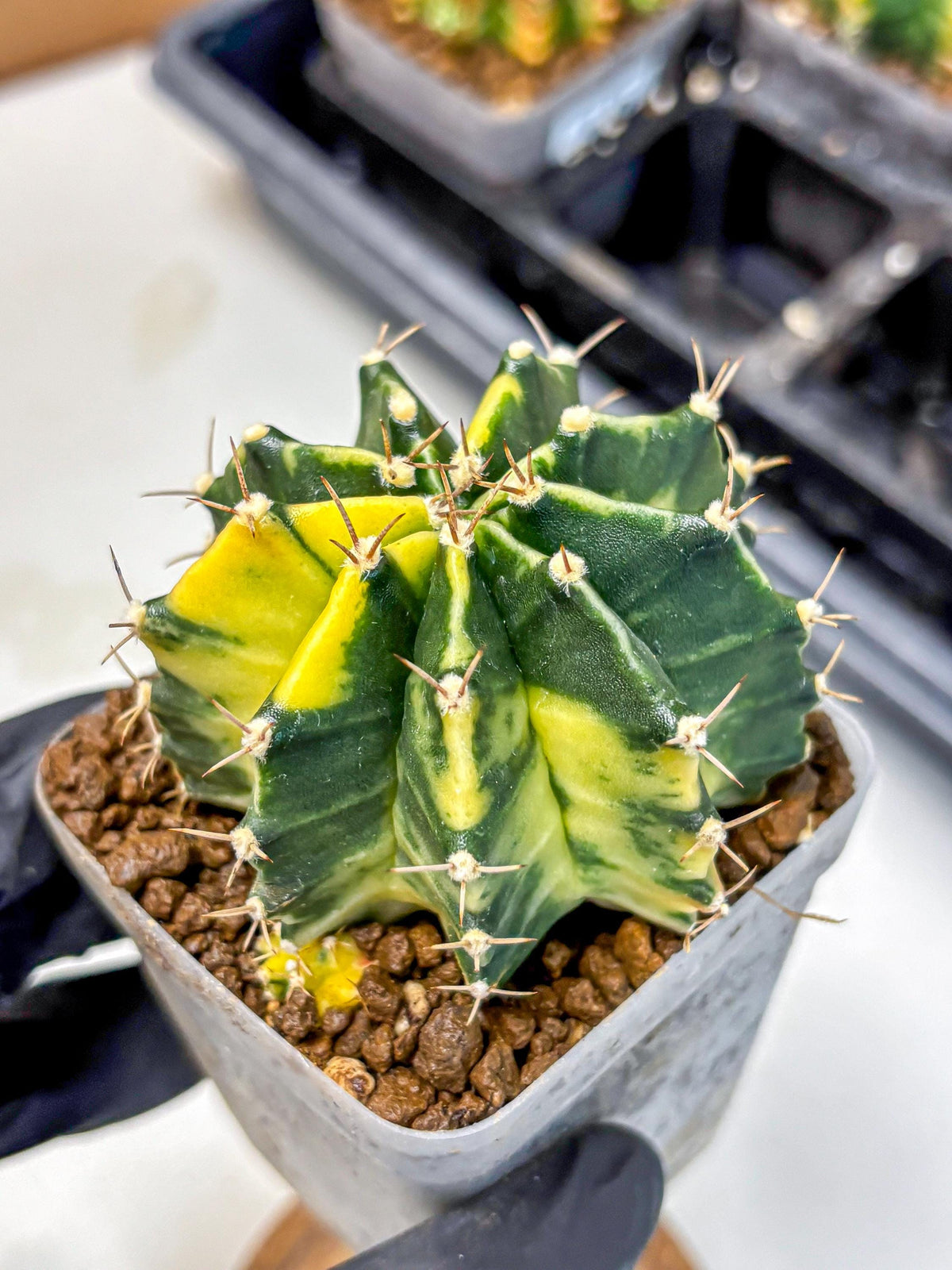 Gymnocalycium Shine (gy19) (16) | Rare Hybrid cactus