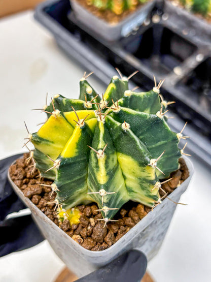 Gymnocalycium Shine (gy19) (16) | Rare Hybrid cactus