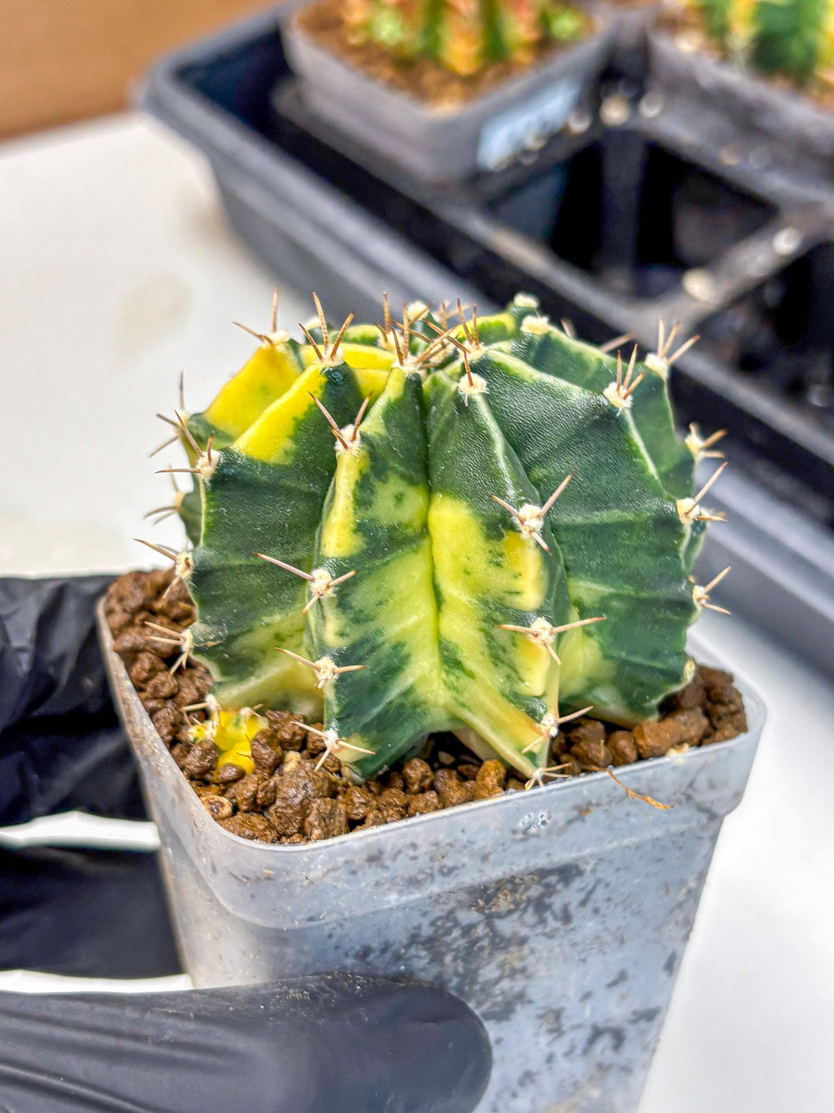 Gymnocalycium Shine (gy19) (16) | Rare Hybrid cactus