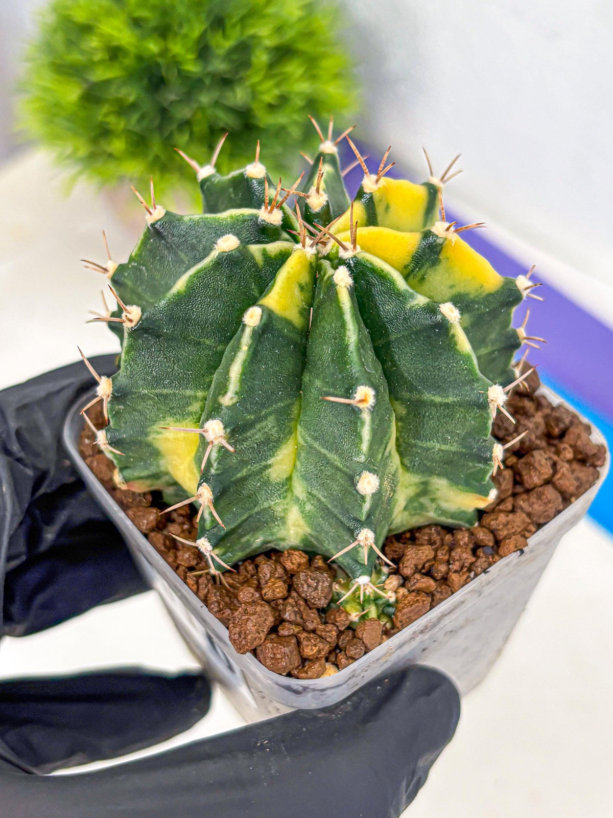 Gymnocalycium Shine (gy19) (16) | Rare Hybrid cactus