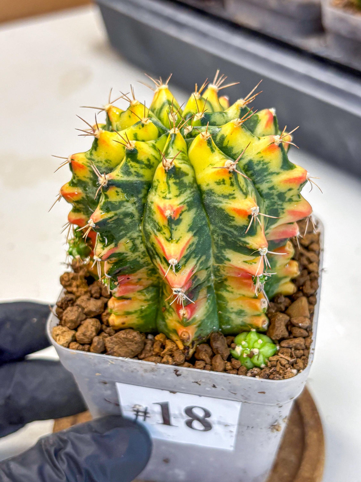 Gymnocalycium Oriane (g19) (18) | Rare Hybrid cactus