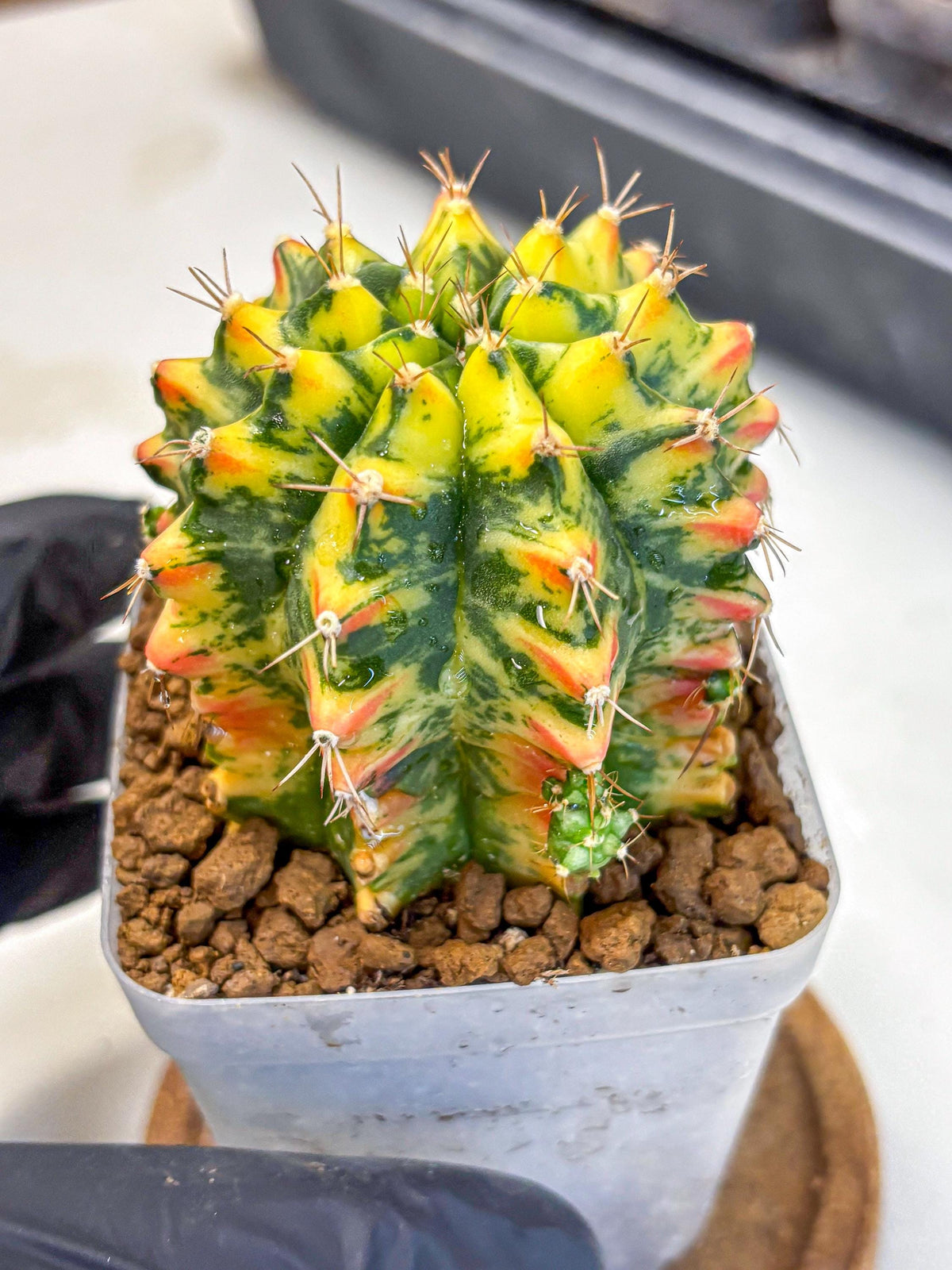 Gymnocalycium Oriane (g19) (18) | Rare Hybrid cactus